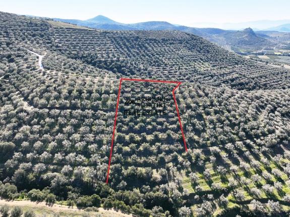 Αγροτεμάχια 10.340 τ.μ. για πώληση, Αργολίδα, Μιδέα