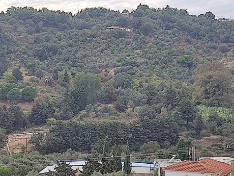 Parcel 10.000sqm for sale-Skopelos » Glossa
