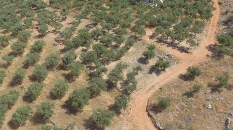 Οικόπεδο 784τ.μ. για πώληση-Λεύκτρος » Ρίγκλια
