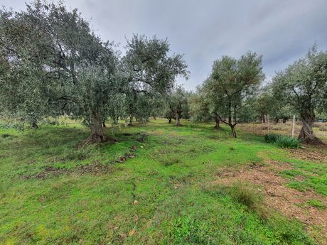Αγροτεμάχια 4.040τ.μ. για πώληση-Θάσος » Σκάλα καλλιράχης