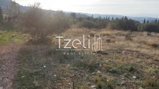 Οικόπεδο 5.000 τ.μ. για πώληση, Αχαΐα, Μεσσατίδα-thumb-5