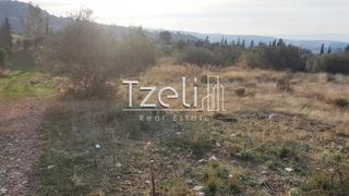 Οικόπεδο 5.000 τ.μ. για πώληση, Αχαΐα, Μεσσατίδα-thumb-9