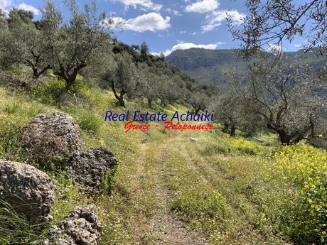 Αγροτεμάχια 15.200τ.μ. για πώληση-Αίγιο » Φτέρη
