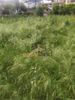 Land plot 265sqm for sale-Messatida » Demenika