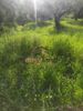 Land plot 500sqm for sale-Messatida » Saravali