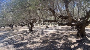 Οικόπεδο 4.222τ.μ. για πώληση-Ιεράπετρα » Φέρμα