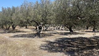 Οικόπεδο 4.222 τ.μ. για πώληση, Ν. Λασιθίου, Ιεράπετρα-thumb-2