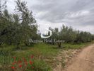 Αγροτεμάχια 9.240τ.μ. για πώληση-Ορφανό » Παραλία οφρυνίου