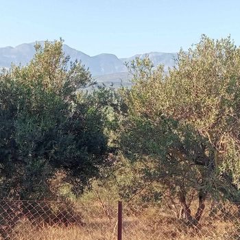Οικόπεδο 900τ.μ. για πώληση-Μοίρες » Πετροκεφάλι