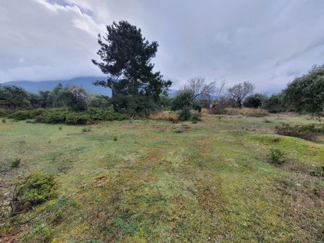Αγροτεμάχια 3.388τ.μ. για πώληση-Θάσος » Σκάλα καλλιράχης