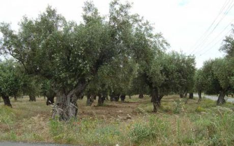 Αγροτεμάχια 3.161τ.μ. για πώληση-Άγιοι θεόδωροι » Κέντρο