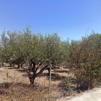 Οικόπεδο 500τ.μ. για πώληση-Μοίρες » Πόμπια