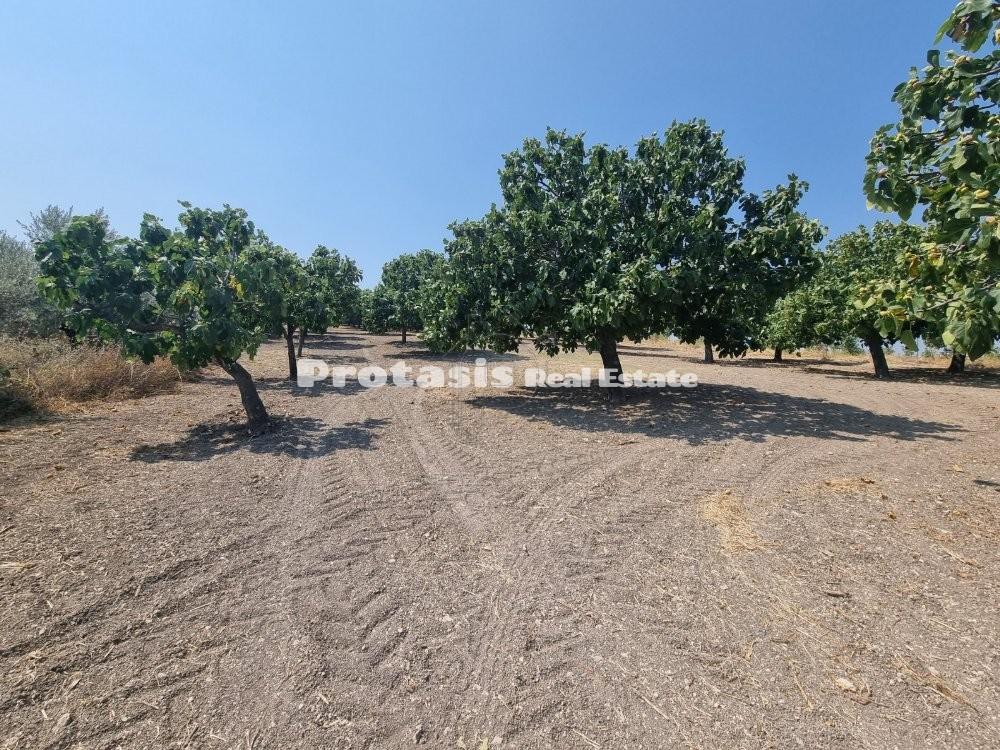 Αγροτεμάχια 3.727 τ.μ. προς πώληση, Ταξιάρχης Ωρεών