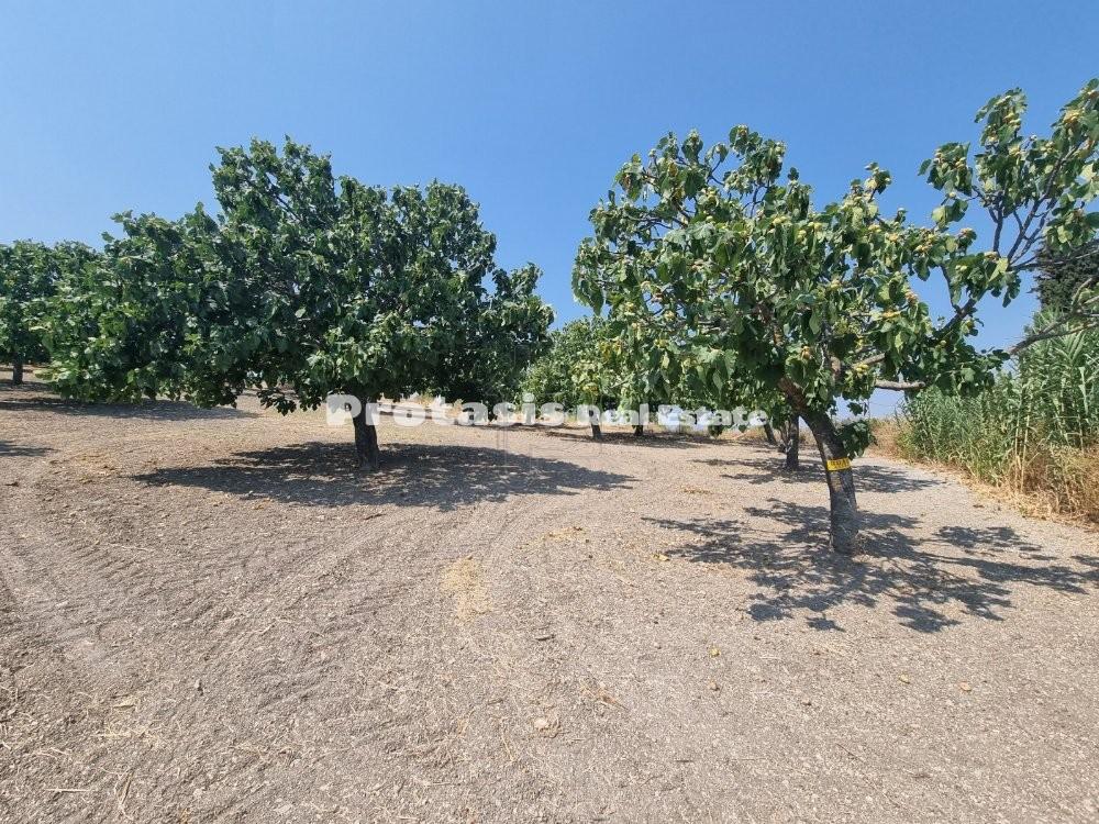 Αγροτεμάχια 3.727 τ.μ. προς πώληση, Ταξιάρχης Ωρεών