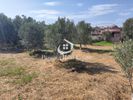 Αγροτεμάχια 920τ.μ. για πώληση-Ορφανό » Παραλία οφρυνίου