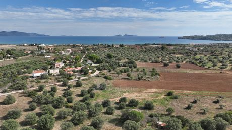 Αγροτεμάχια 6.000τ.μ. για πώληση-Κρανίδι » Πετροθάλασσα