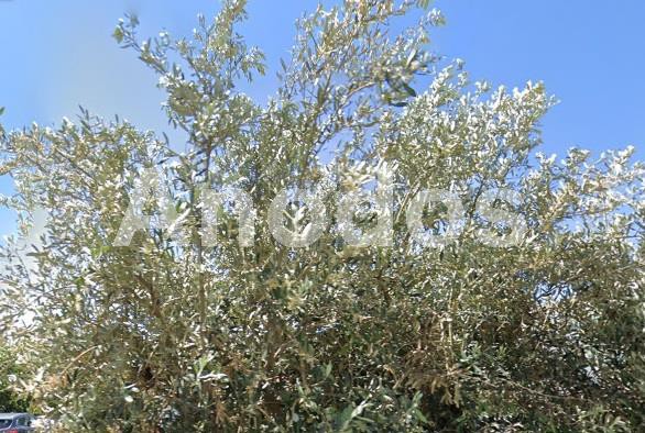 Οικόπεδο 10.650τ.μ. για πώληση-Μαρούσι » Παράδεισος